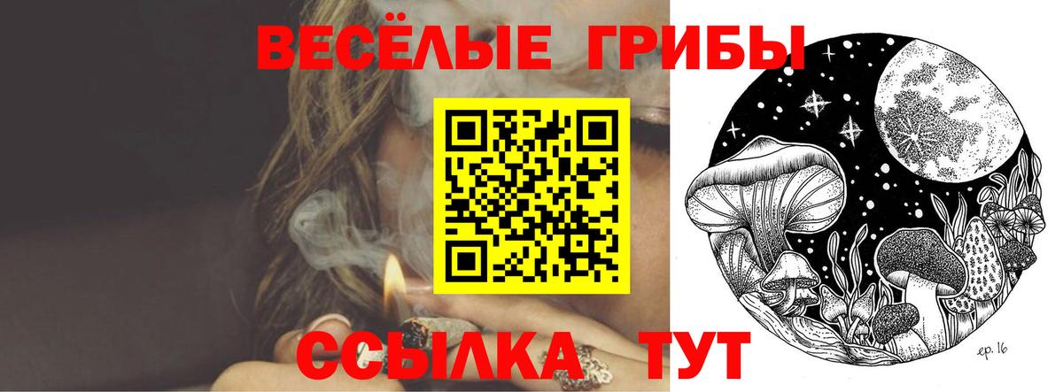 Псилоцибиновые грибы Psilocybine cubensis Коркино